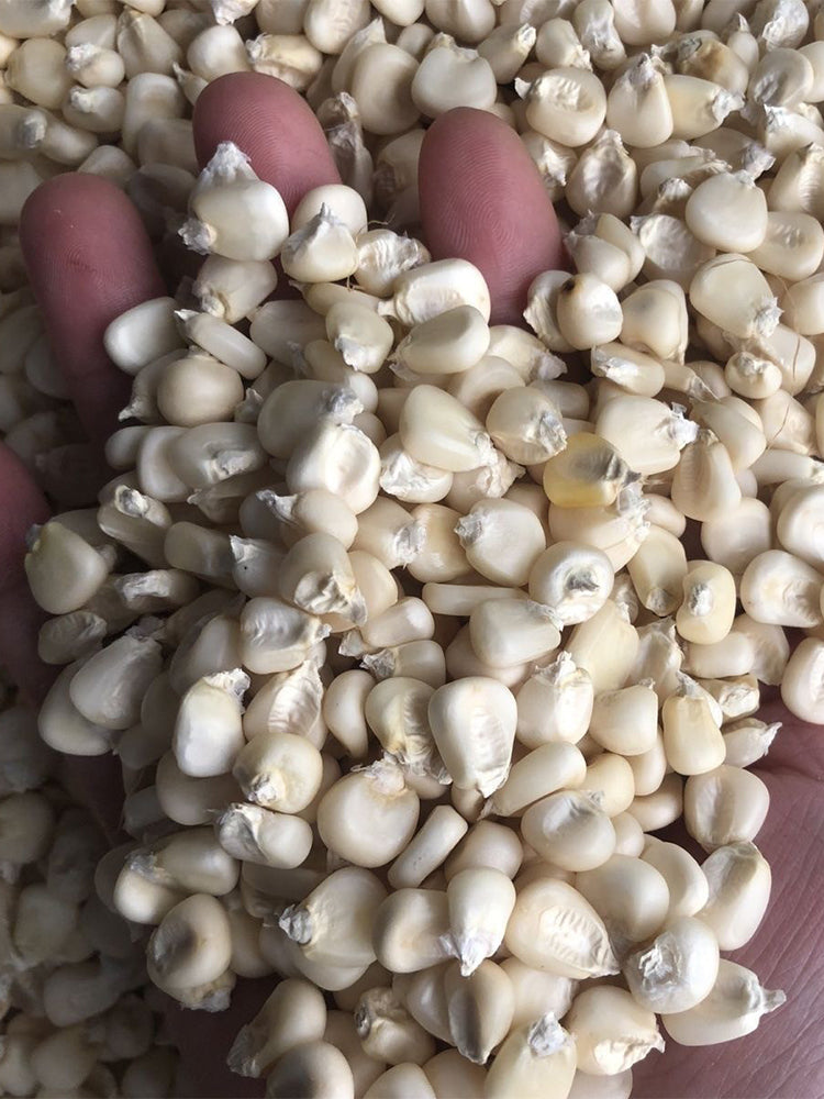 'White Horse Tooth' Corn