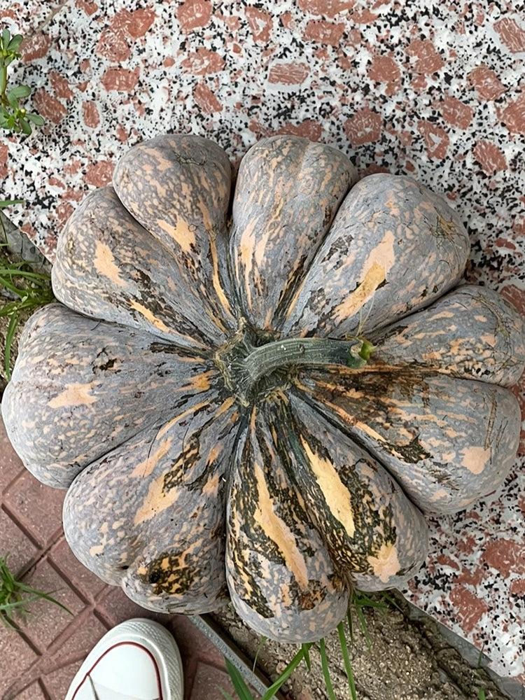 'Jing Xiangmi 201' Pumpkin