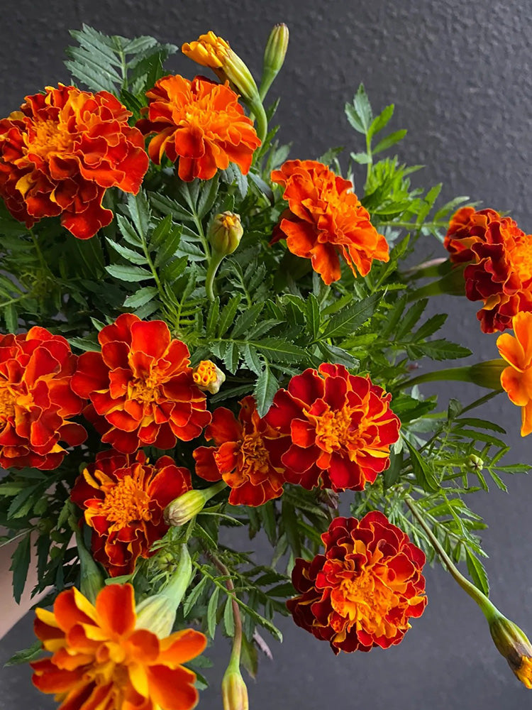 Red Double French Marigold