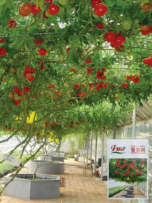 Shouguang Tomato Tree