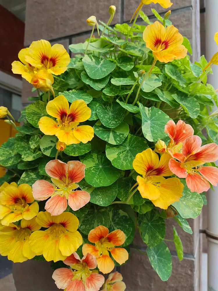 Hezhichun Mixed Color Nasturtium