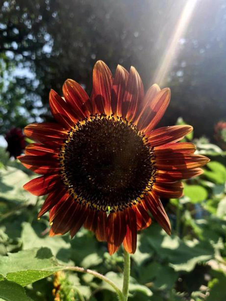 HEL23 Sunflower