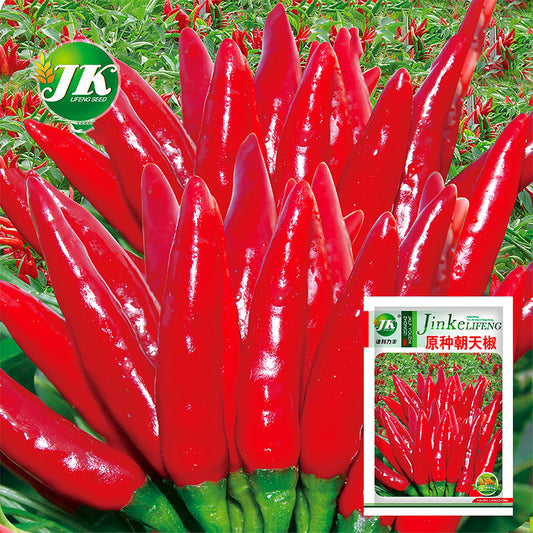 Spicy Symphony: 5 Bags (300 Seeds/Bag) of Red Cluster Peppers