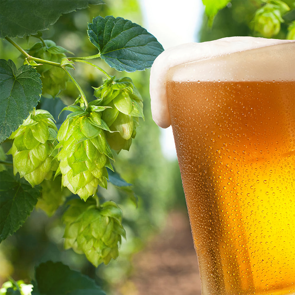 Grow Your Own Hops: 10 Seeds of the Humulus lupulus Vine Plant