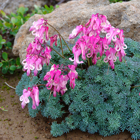 Dicentra peregrina Seeds - Lovely Pink Heart-shaped Blooms