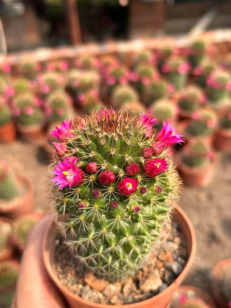 Mammillaria spinosissima
