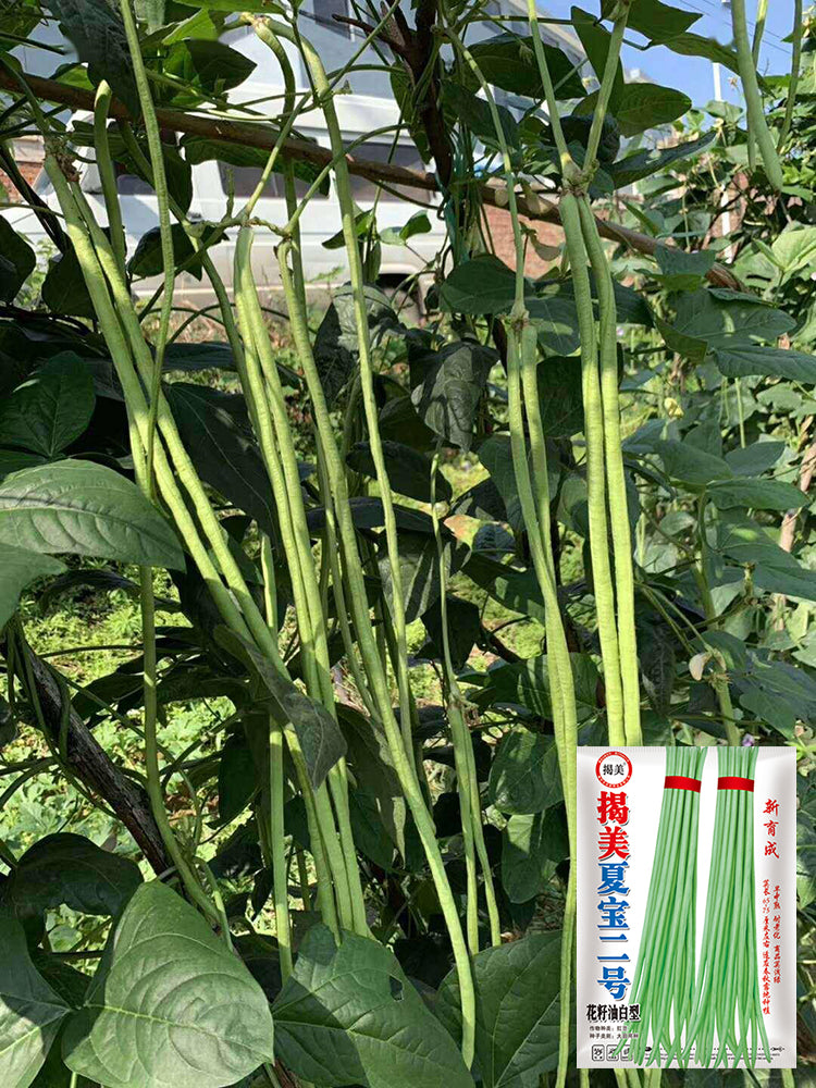 Jiemei Xiabao No. 2 Cowpea