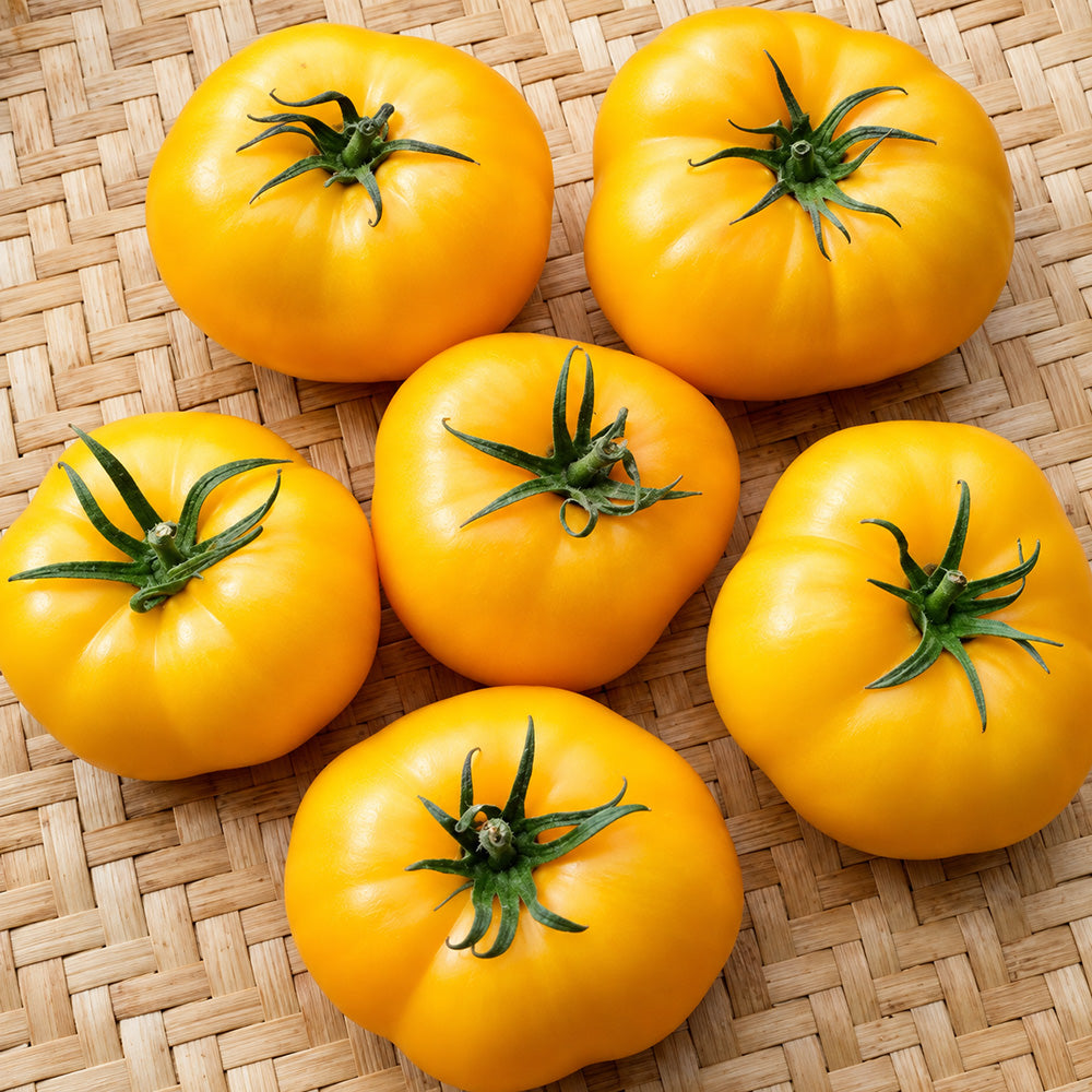 461 Azoychka Tomato