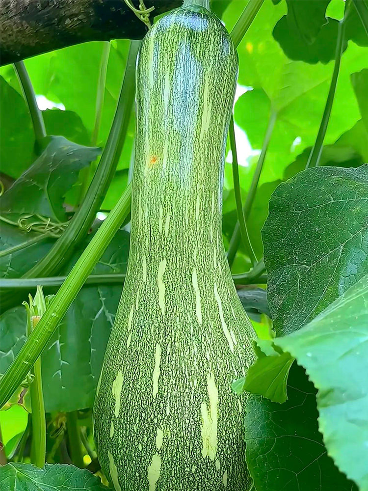 Zhengliang No.5 Pumpkin