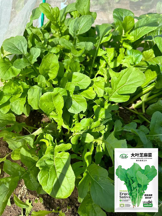 Large Leaf Arugula