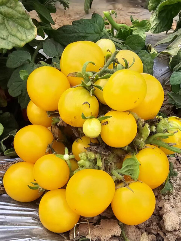 857 Micro Regina Yellow Tomato