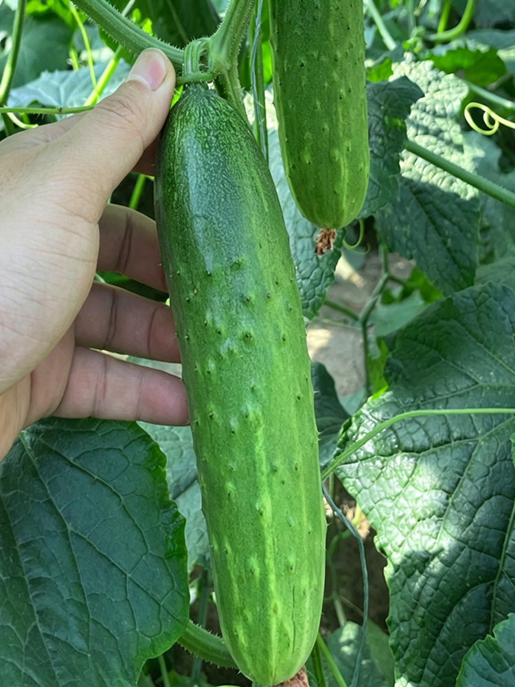 Trellis-Crushing Snack Cucumber