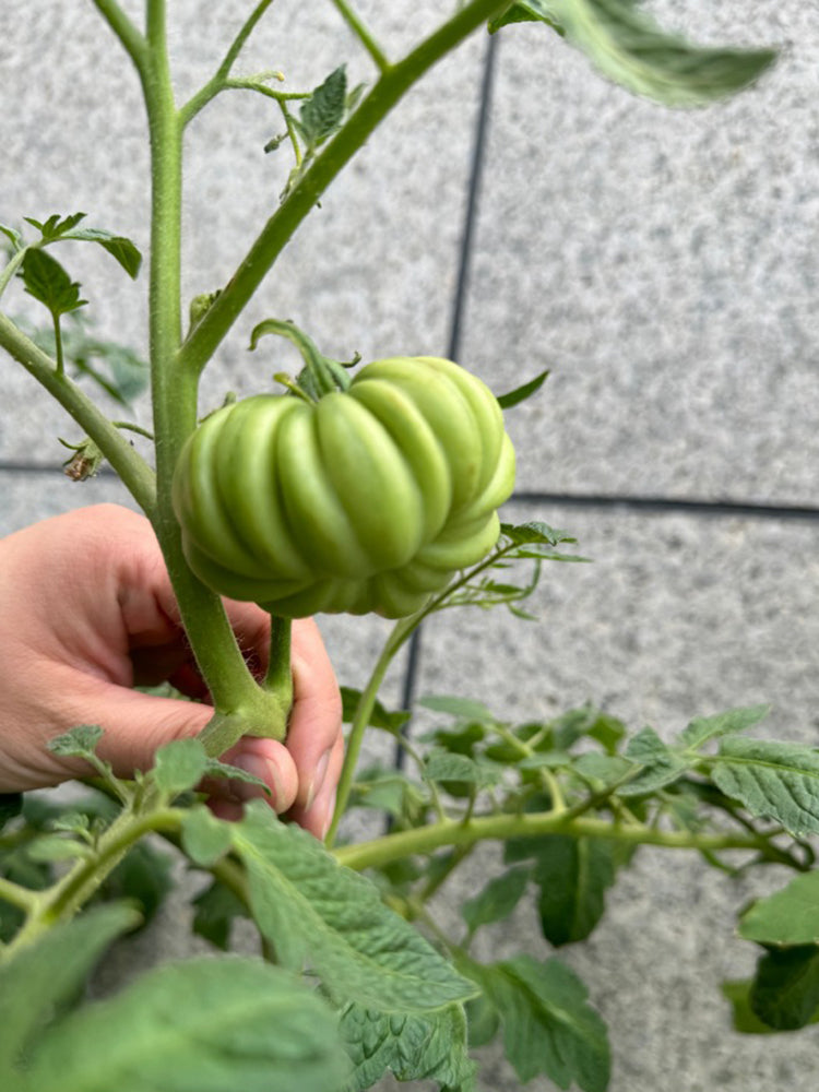 'Firenza' Ribbed Tomato