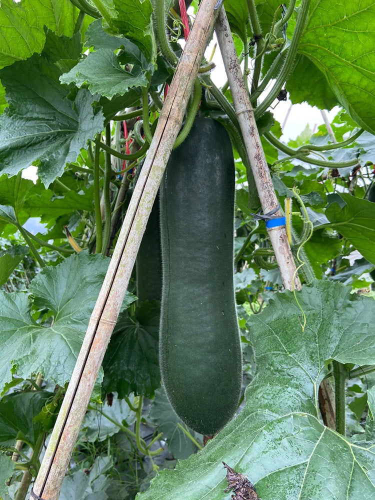 Black Skin Winter Melon