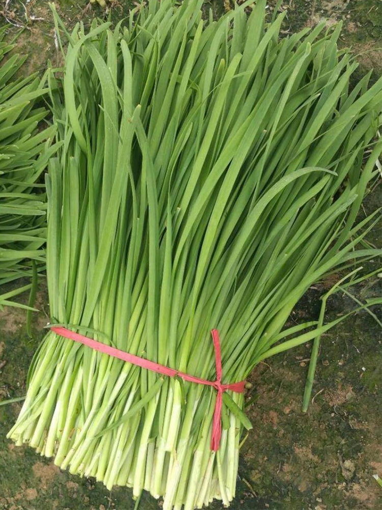 'Jiemei' Broadleaf Chinese Leek