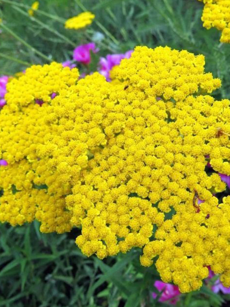 Yarrow, Yellow