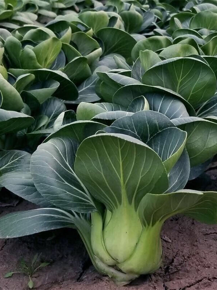 'Suzhou Green' Black-leaf Dwarf Bok Choy