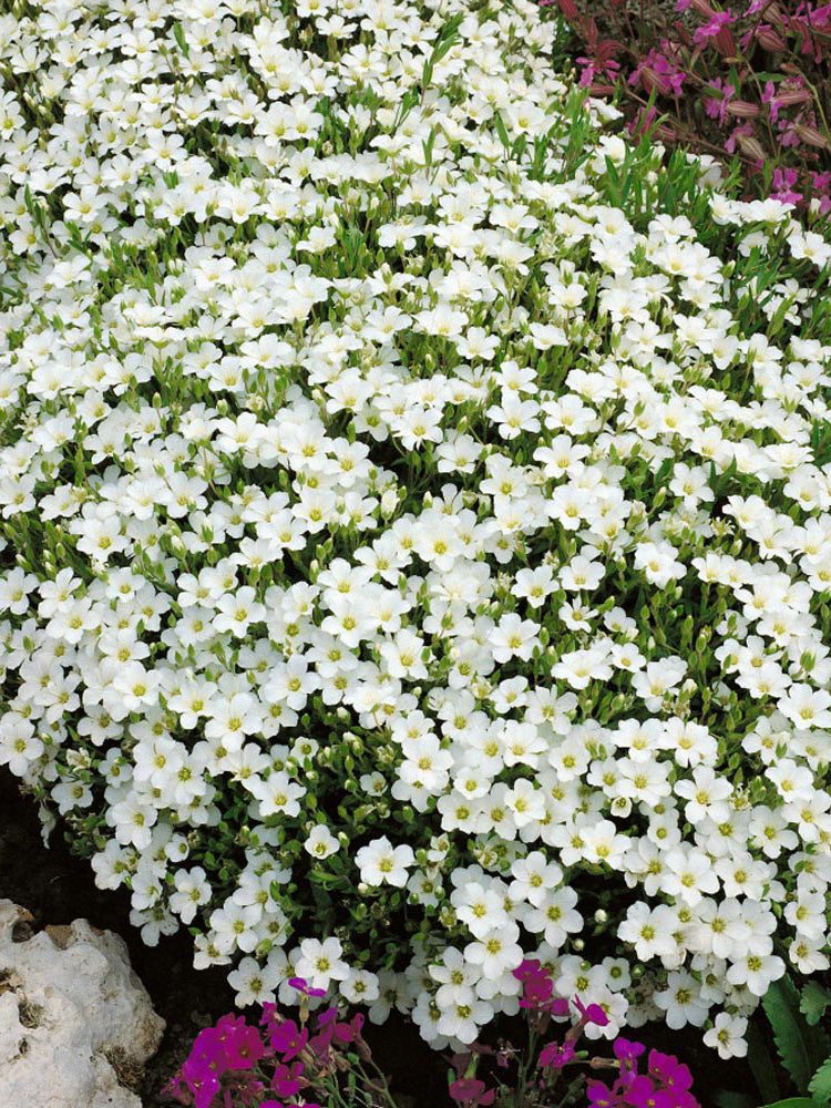 Mountain Sandwort