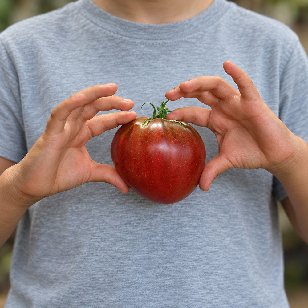 329 Black Heart of America Tomato