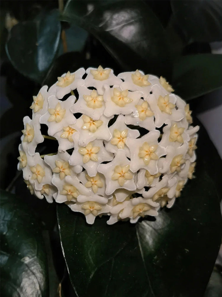 Hoya carnosa 'White Phoenix' Unrooted Stem Cuttings