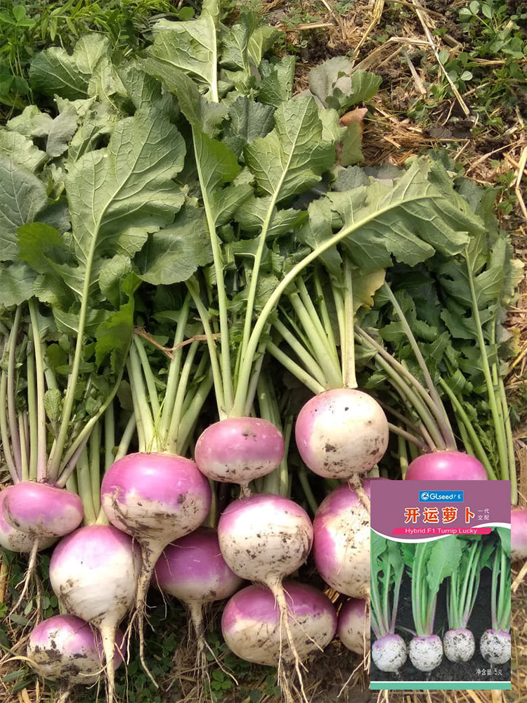'Lucky' F1 Hybrid Turnip