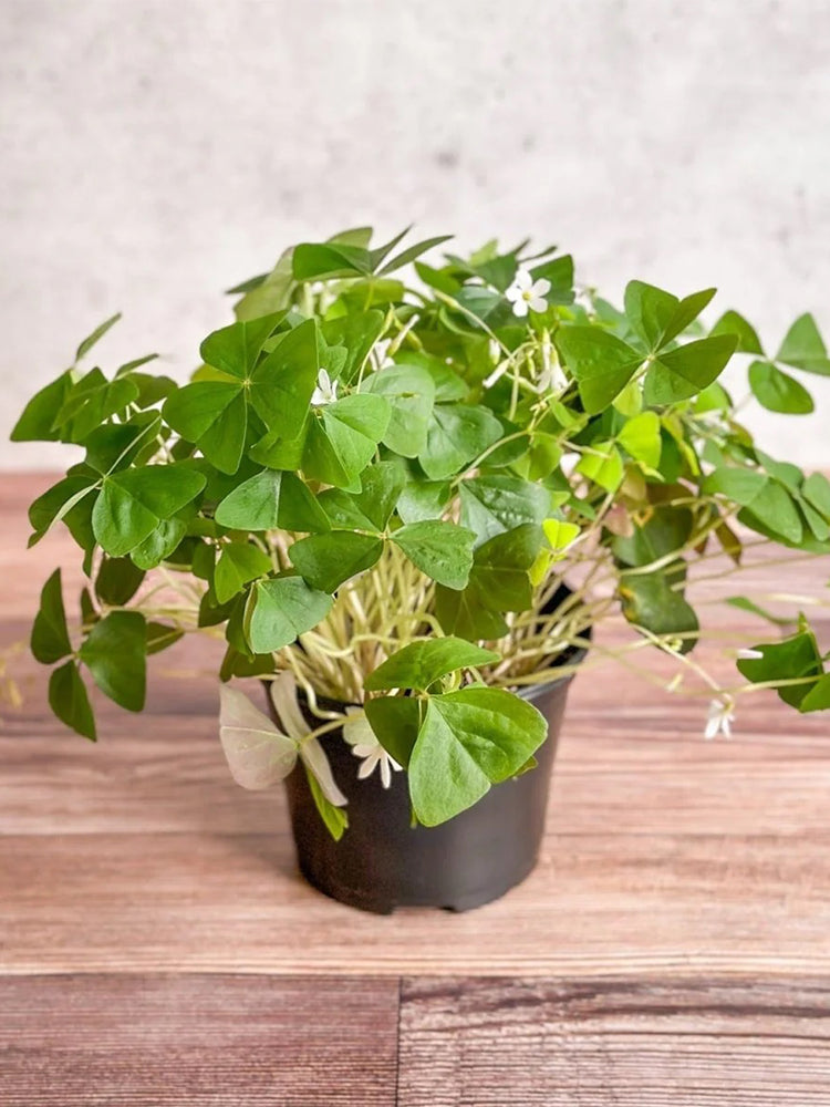 Oxalis triangularis Green