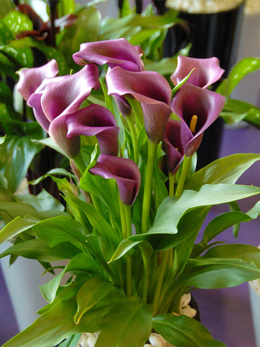 'Paco' Calla Lily