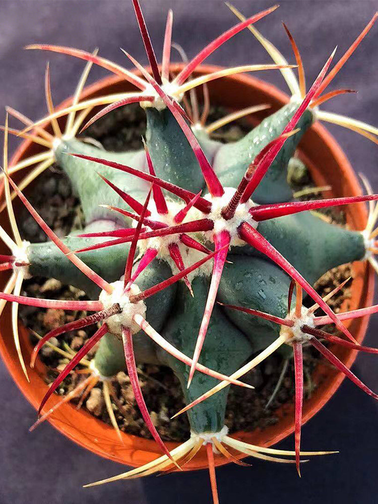Ferocactus emoryi subsp. covillei
