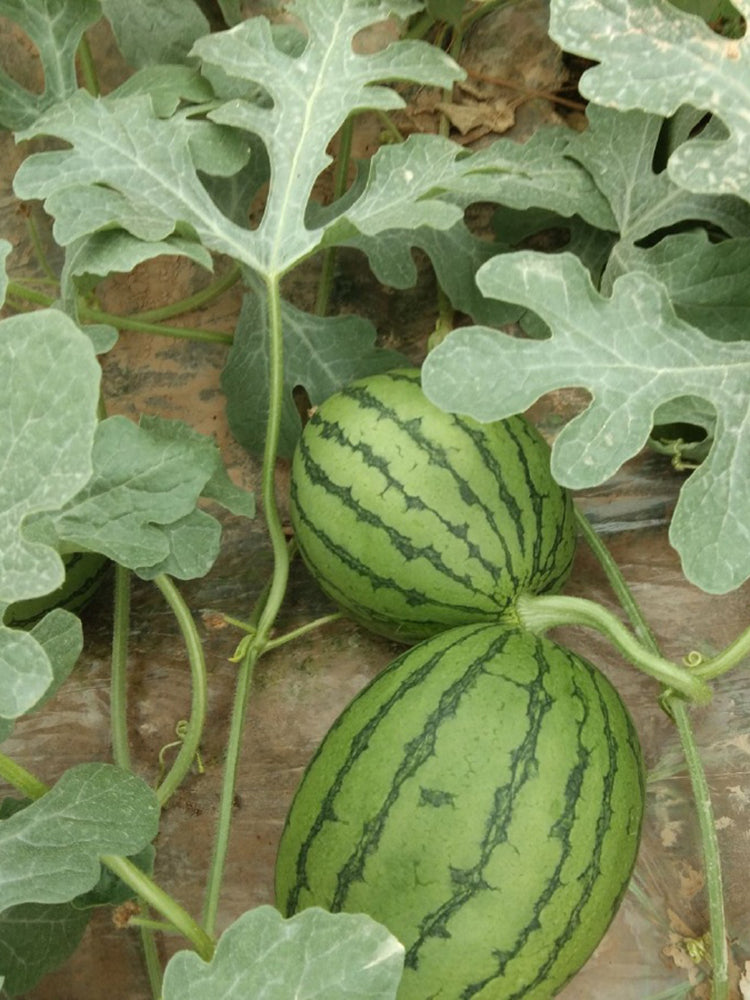 'Crimson Jewel' Red Flesh Watermelon