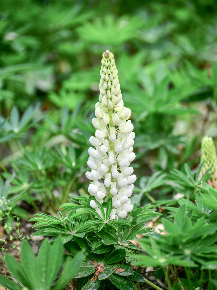 White Lupin