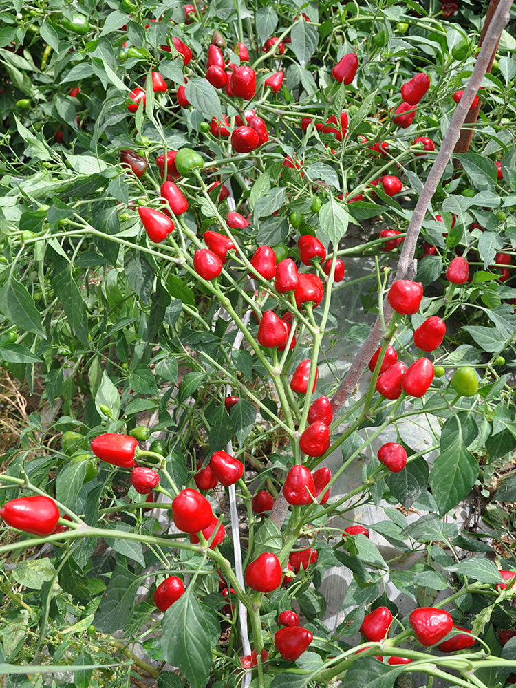 Spicy Aromatic Jar Pepper