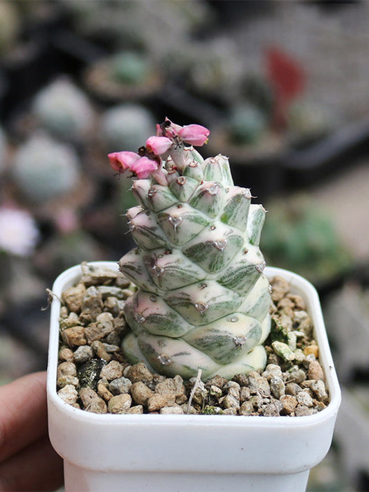 Monadenium ritchiei var. nyambense 'Variegata'