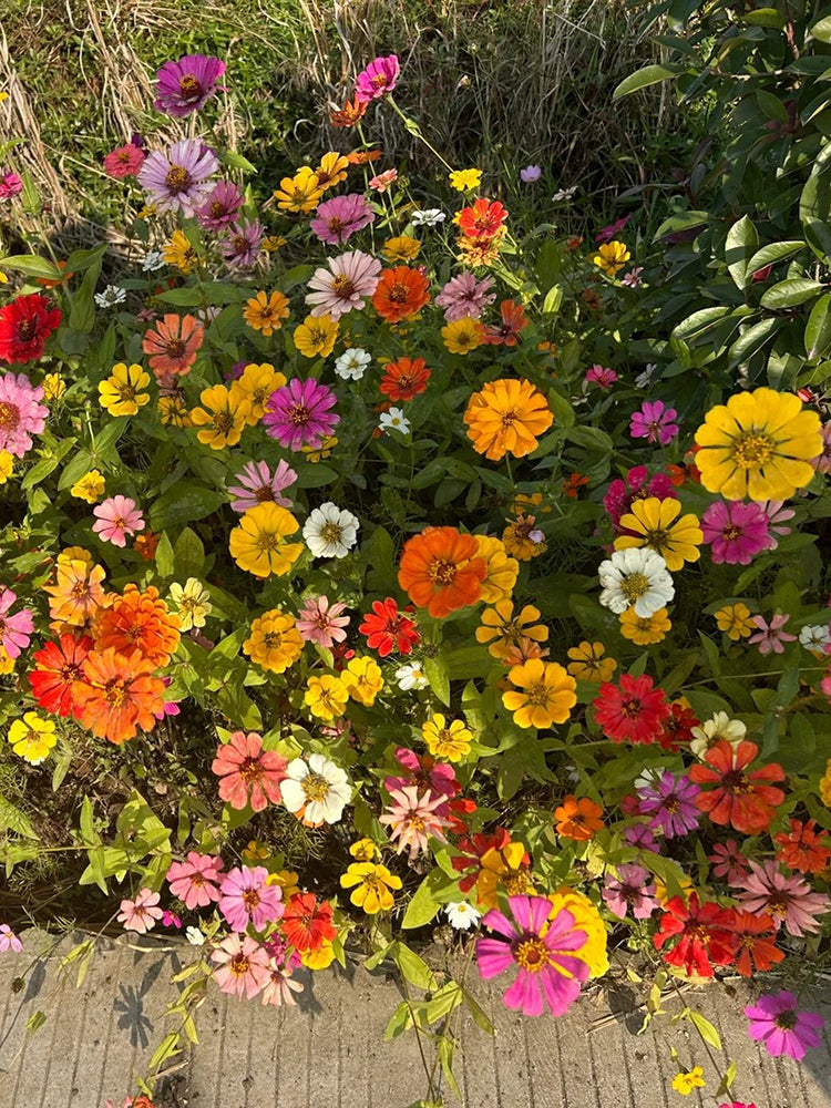 Wildflower Mix