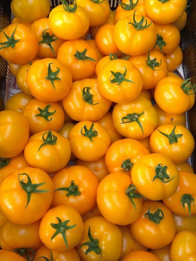 Amish Gold Tomato