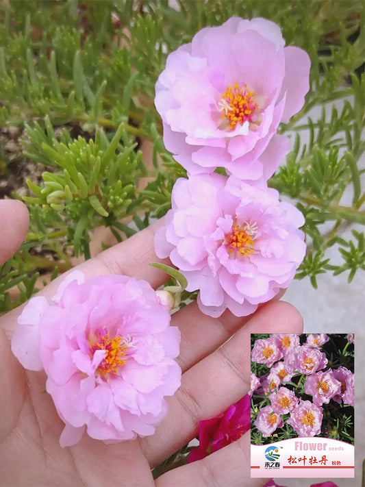 Hezhichun Pink Moss-Rose Purslane