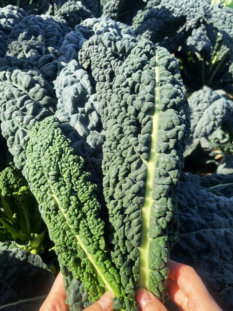 Dinosaur Kale