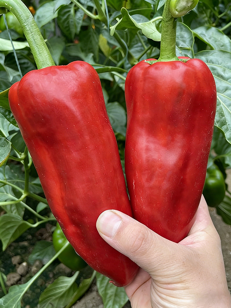 Conical Red Sweet Pepper