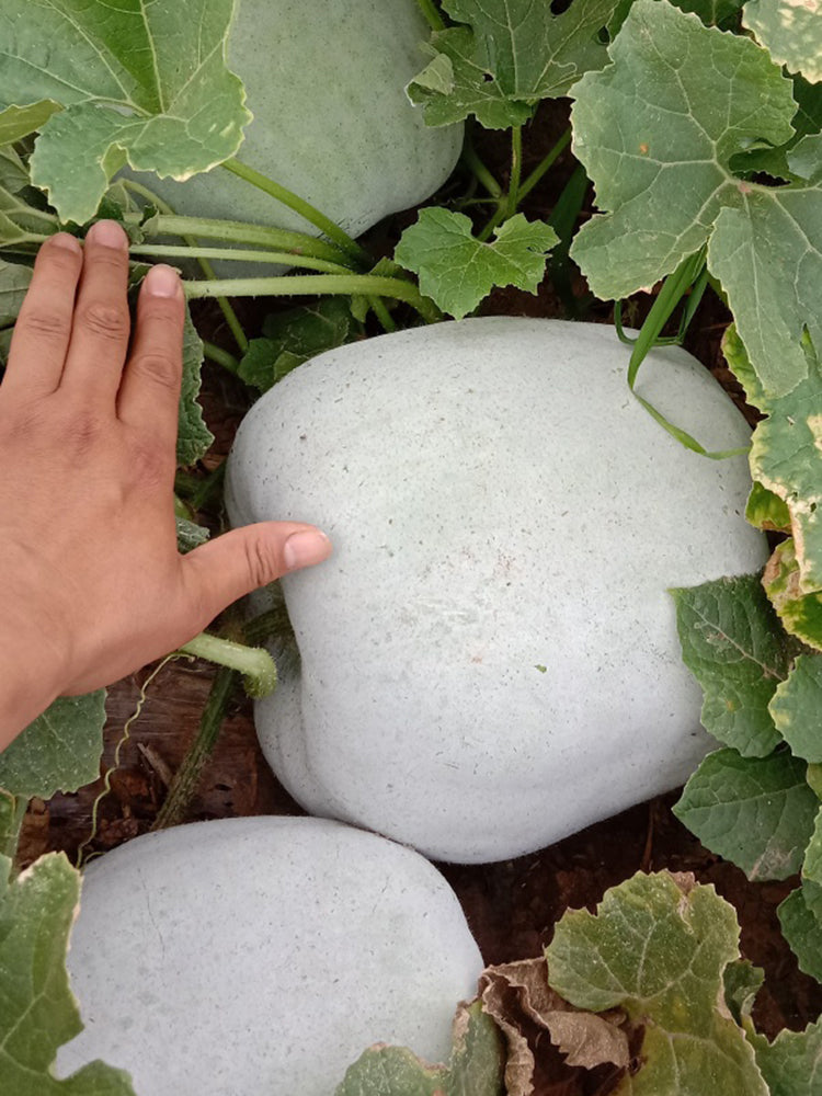 Beijing Chuanling No. 8 Wax Gourd