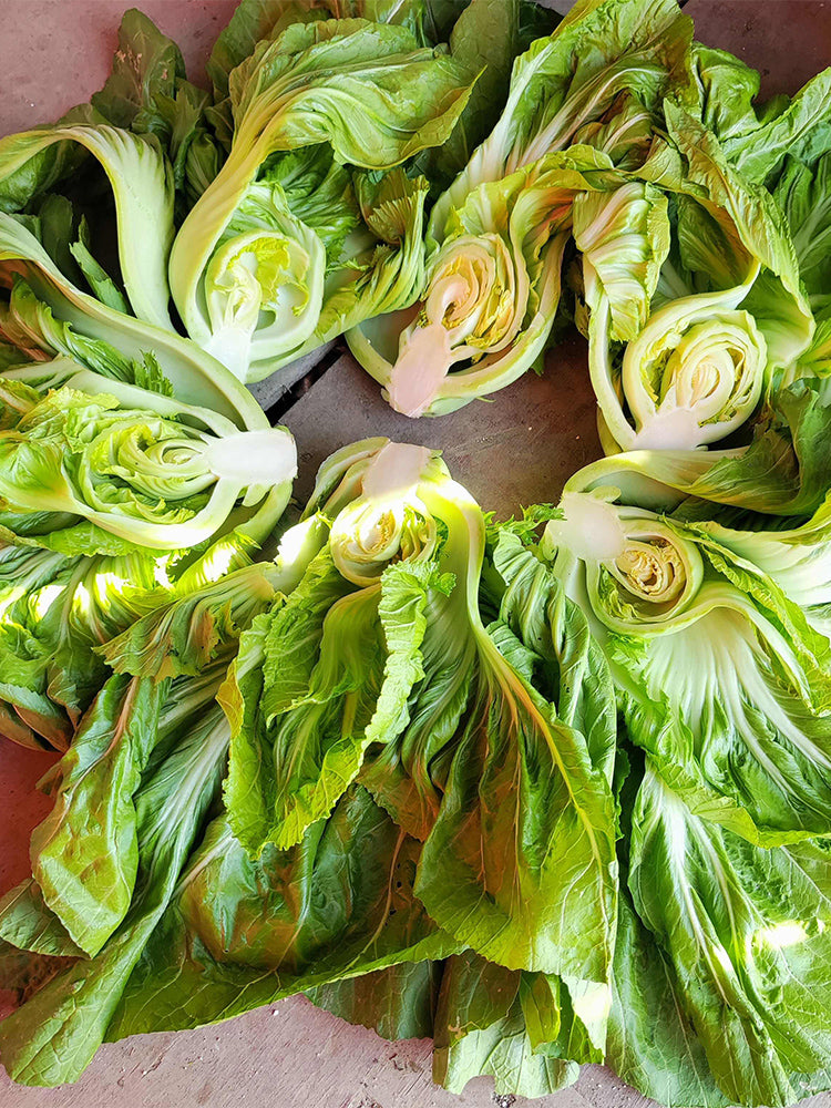 'Jiemei' No.11 Wrapped-head Mustard