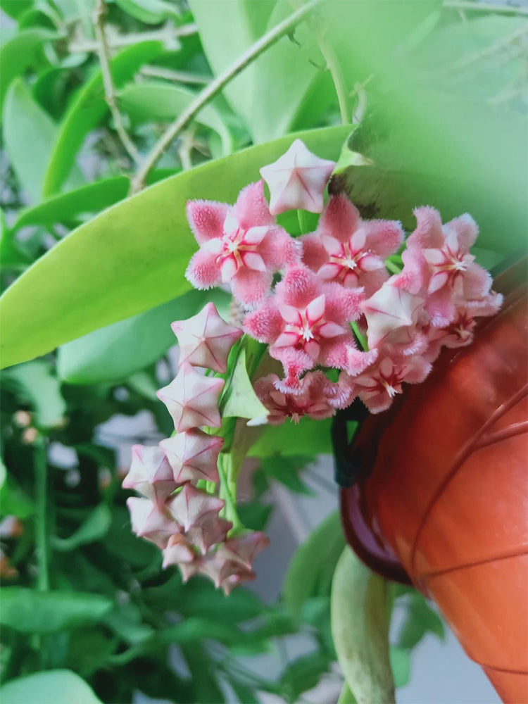 Hoya pubicalyx 'Pink Dragon' Unrooted Stem Cuttings