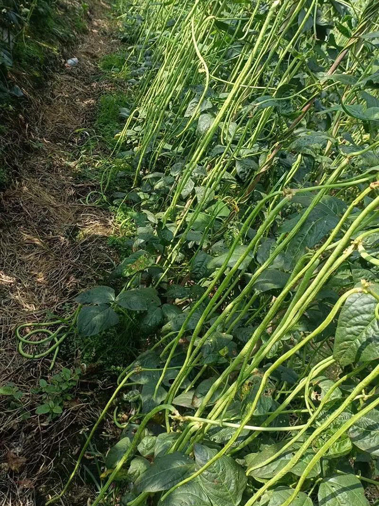 Jiaduobao Yardlong Bean