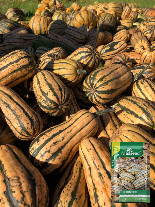 Honey Boat Squash