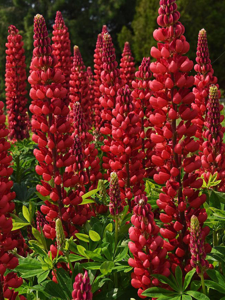 Red Lupin