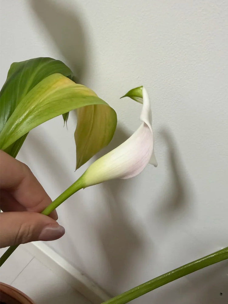 'Sweet Art' Calla Lily