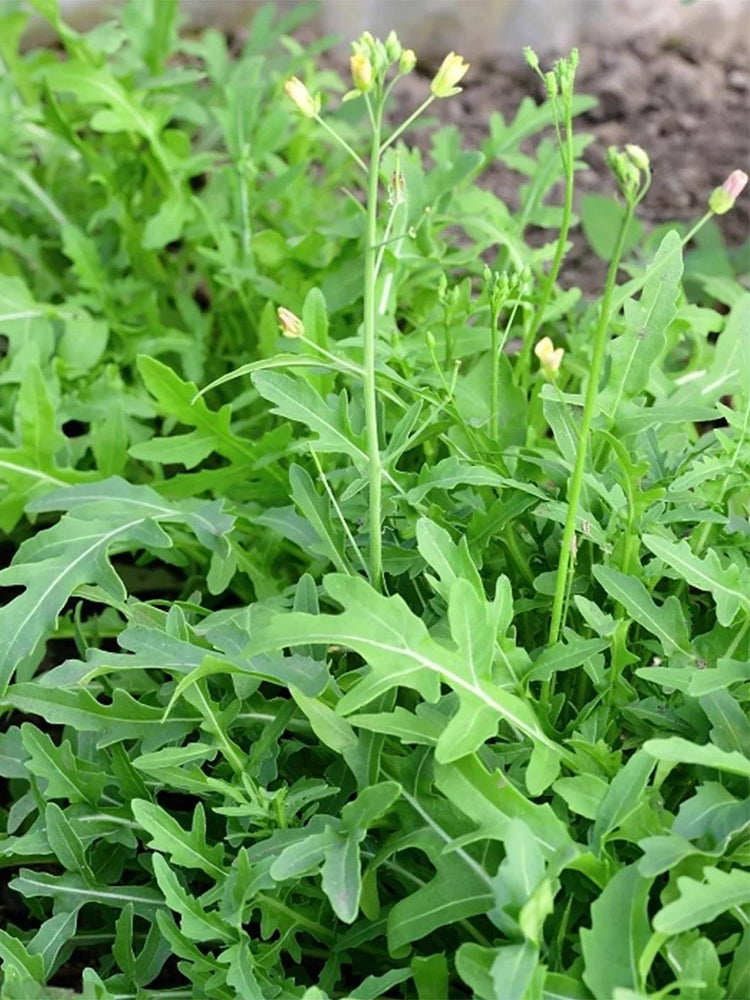 Arugula (Eruca vesicaria)