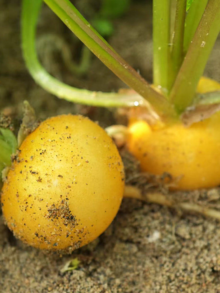 Yellow Cherry Radish