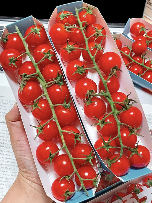 Minusinsk Red Cherry Tomato