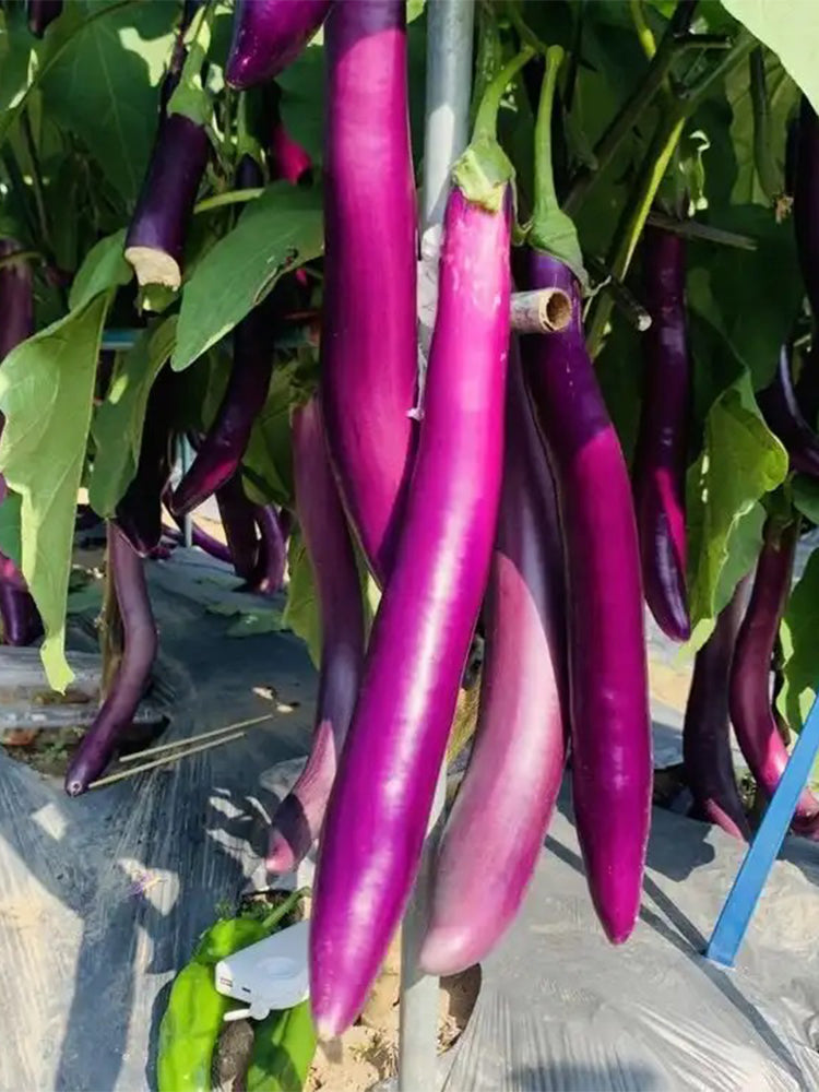 'Xianfeng' Eggplant