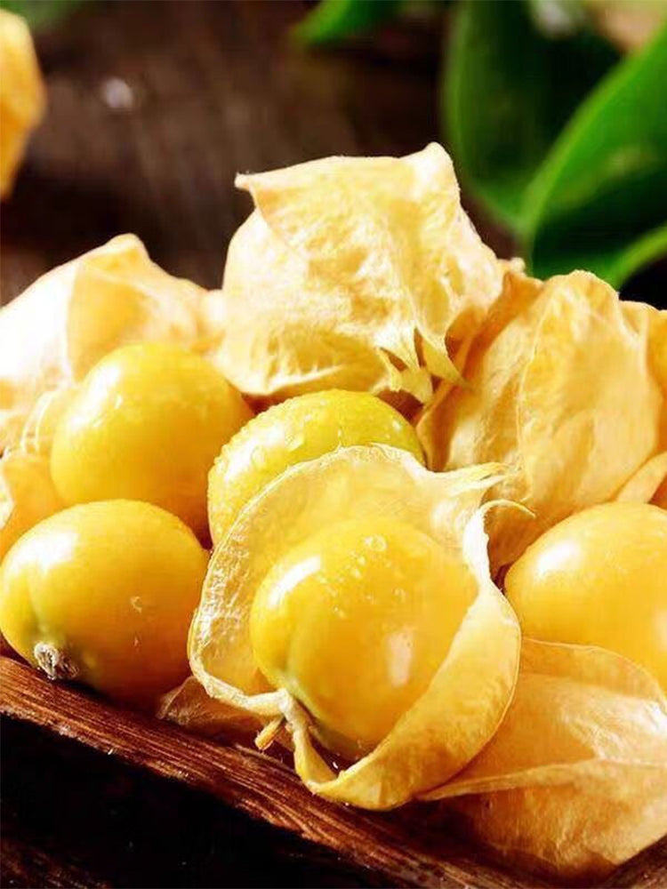Ground cherry (Physalis pruinosa)