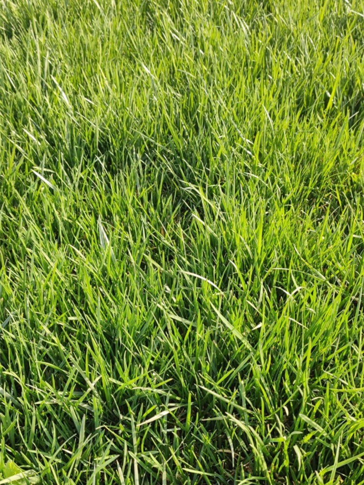 Poa pratensis 'Ginney II BT'